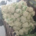 【推荐】甘肃精品松花菜菜花产地大量上价优可视频看货欢迎