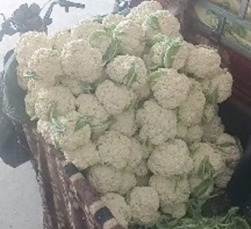 【推荐】甘肃精品松花菜菜花产地大量上价优可视频看货欢迎
