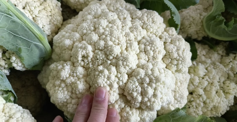 【推荐】甘肃精品松花菜菜花产地大量上价优可视频看货欢迎