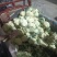 【推荐】甘肃精品松花菜菜花产地大量上价优可视频看货欢迎