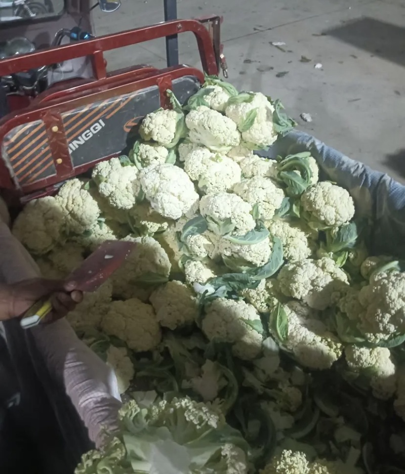 【推荐】甘肃精品松花菜菜花产地大量上价优可视频看货欢迎