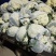 【推荐】甘肃精品松花菜菜花产地大量上价优可视频看货欢迎