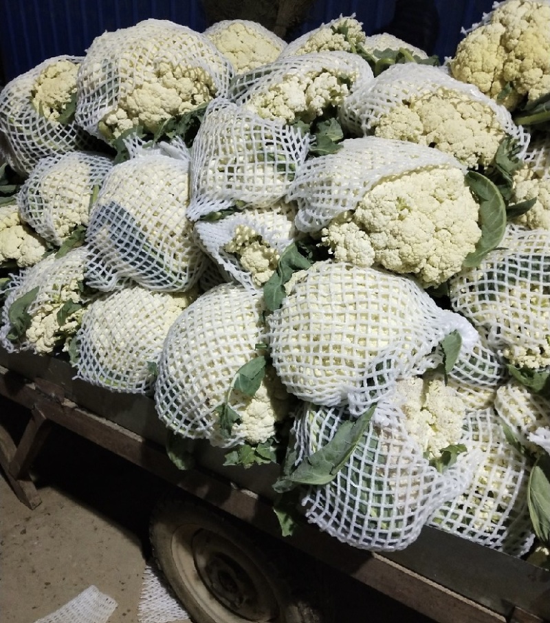 【推荐】甘肃精品松花菜菜花产地大量上价优可视频看货欢迎