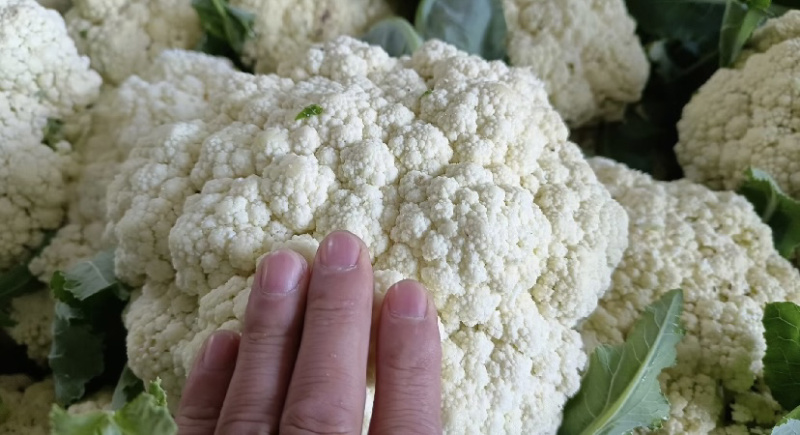 【推荐】甘肃精品松花菜菜花产地大量上价优可视频看货欢迎