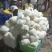 【推荐】甘肃精品松花菜菜花产地大量上价优可视频看货欢迎
