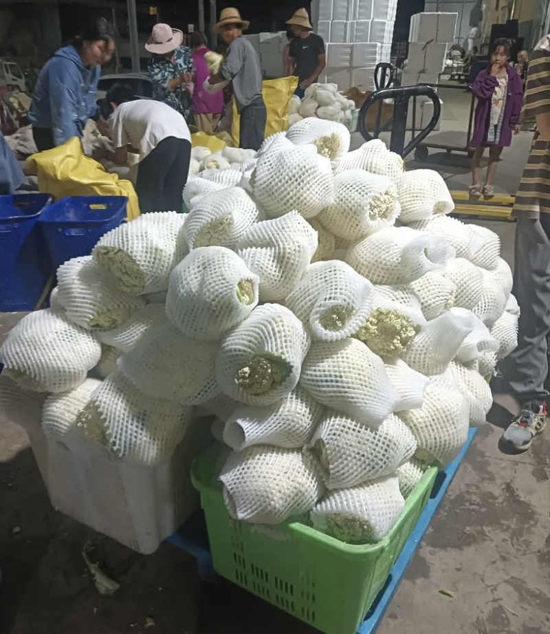 【推荐】甘肃精品松花菜菜花产地大量上价优可视频看货欢迎