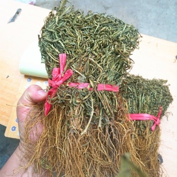 水灵芝水黄连中药材水灵芝草青鱼胆