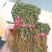 水灵芝水黄连中药材水灵芝草青鱼胆