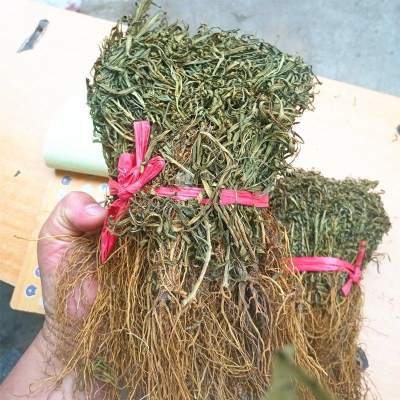 水灵芝水黄连中药材水灵芝草青鱼胆
