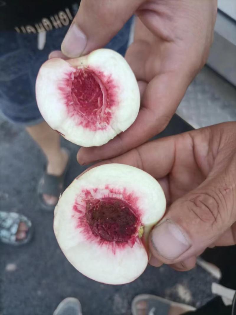 珍珠枣油桃，口感脆甜，离核，欢迎各路客商订购