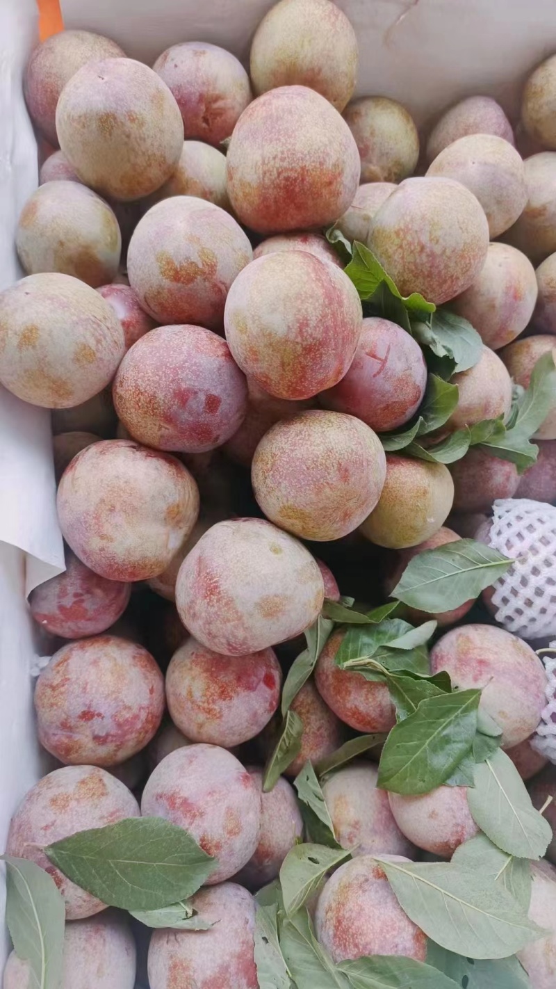 三华李鸡血李，一件包邮