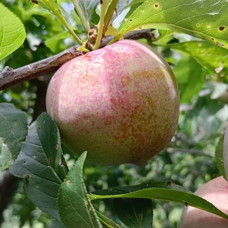 三华李鸡血李，一件包邮