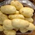 山东大棚新土豆荷兰十五大量供应全国发货质量保证诚信经营