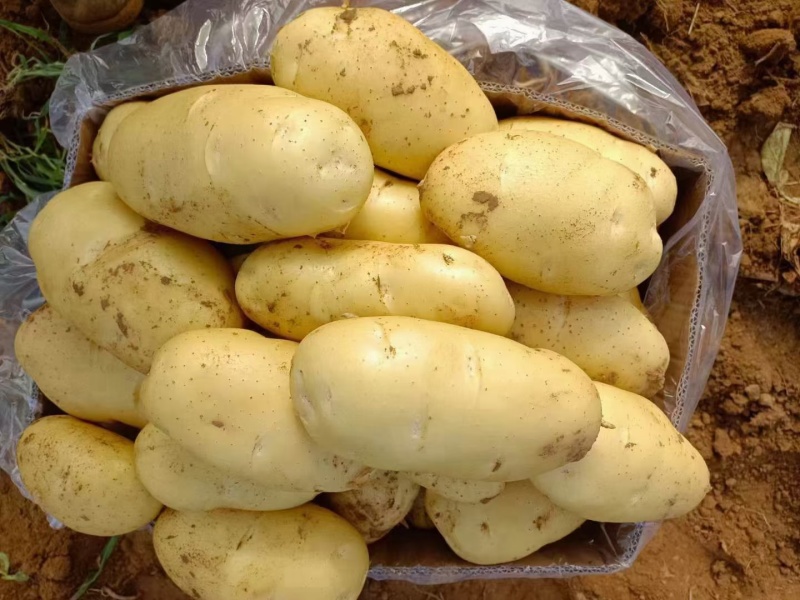 山东大棚新土豆荷兰十五大量供应全国发货质量保证诚信经营