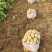 山东大棚新土豆荷兰十五大量供应全国发货质量保证诚信经营