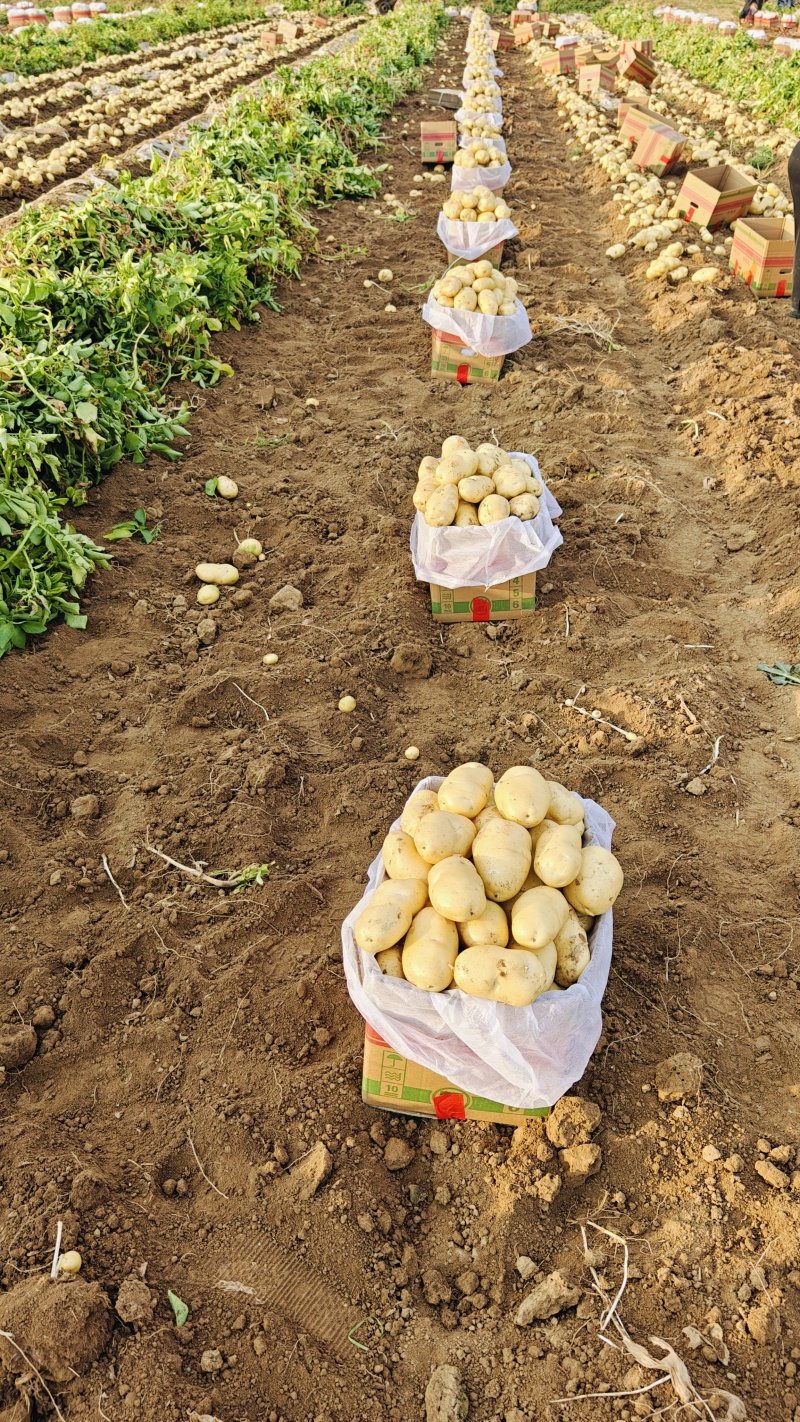 山东大棚新土豆荷兰十五大量供应全国发货质量保证诚信经营
