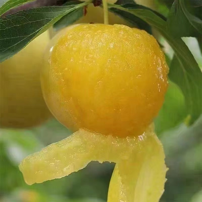 汉源桃花李李子