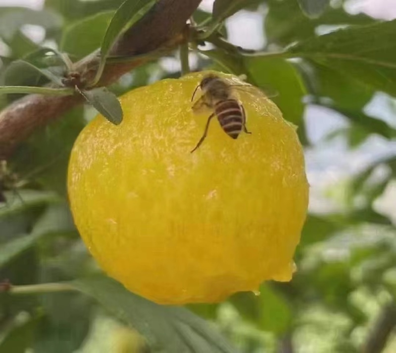 汉源桃花李李子