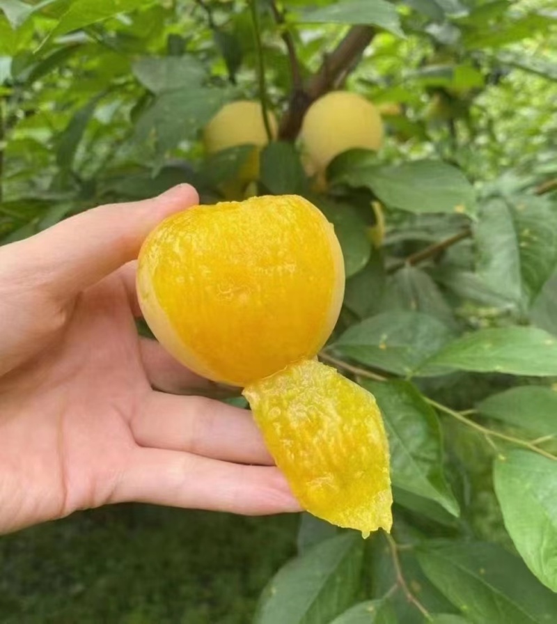 汉源桃花李李子