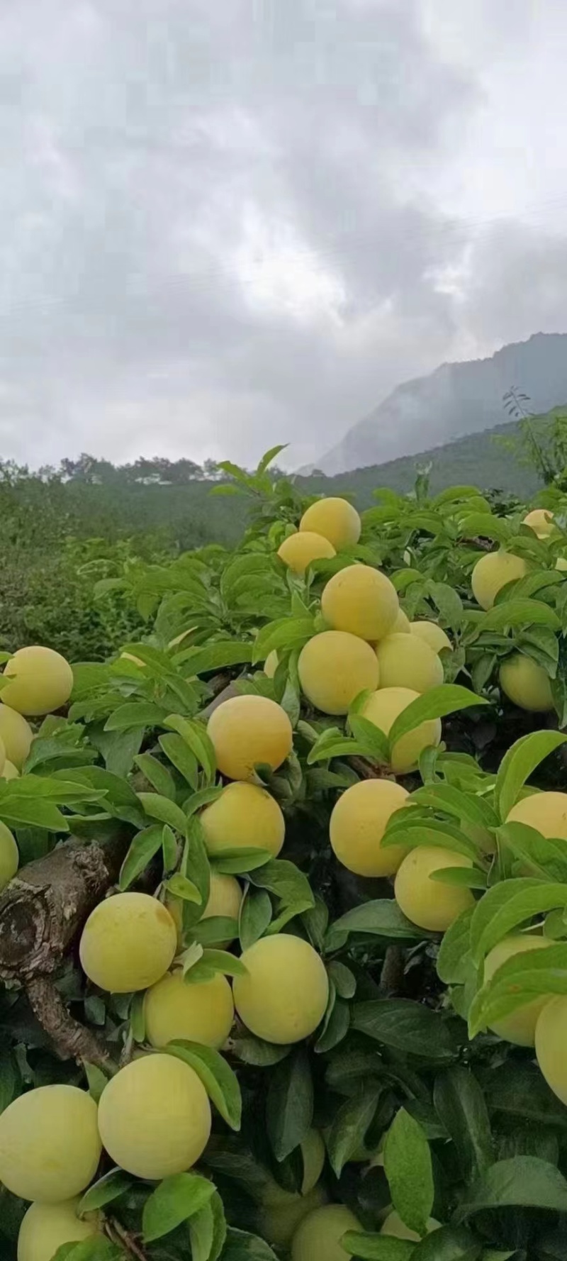 汉源桃花李李子