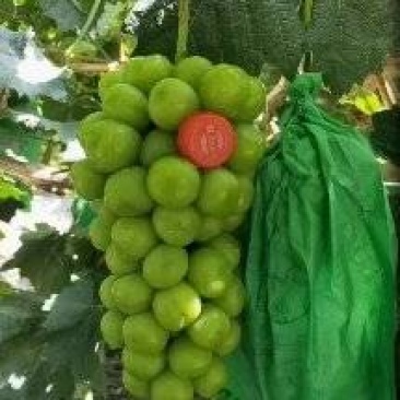 精品阳光玫瑰