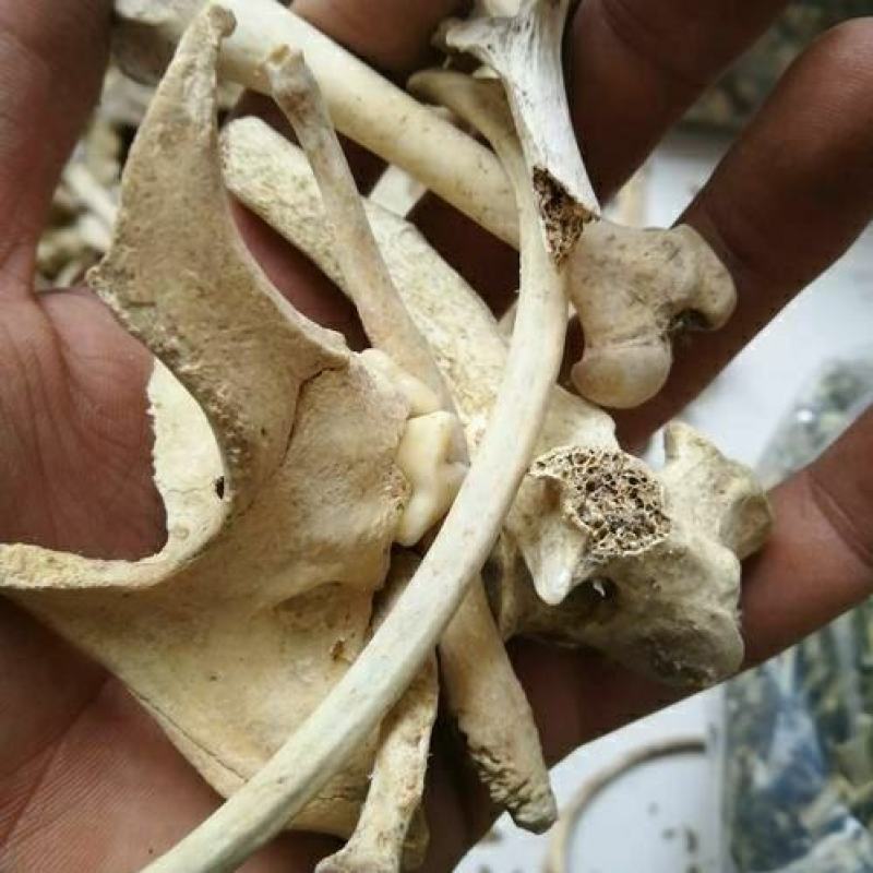 狗骨中药材生狗骨头狗骨头药用狗骨头