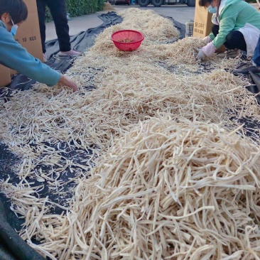 精品桔梗桔梗丝桐桔梗大量上市产地直发品质保证