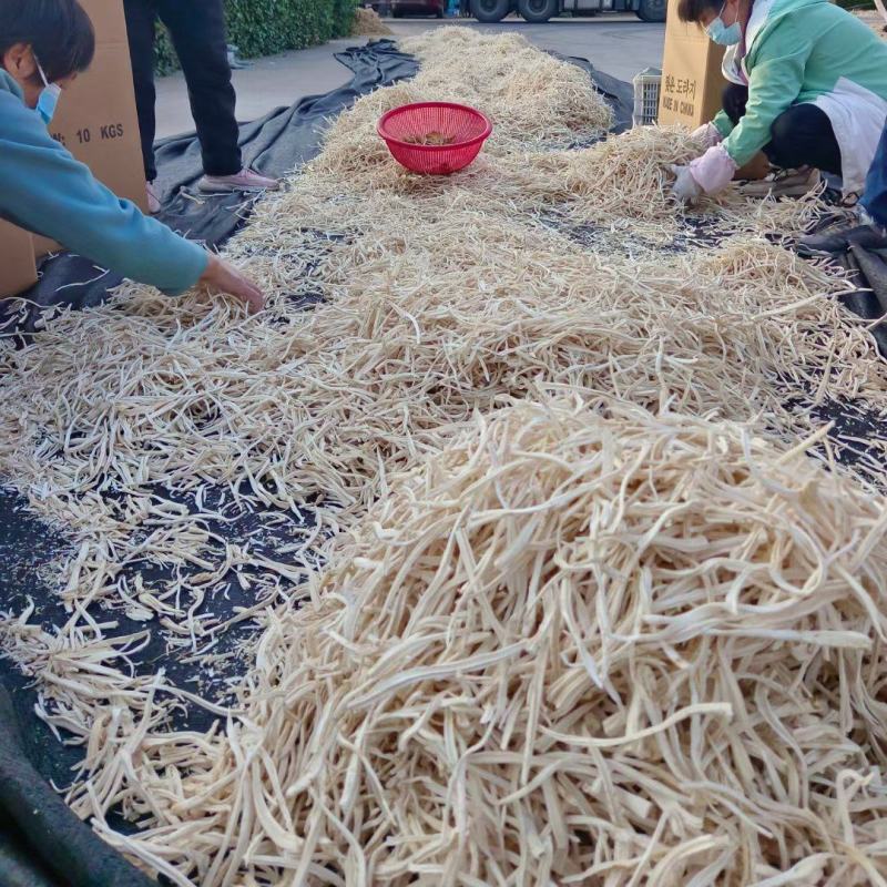 精品桔梗桔梗丝桐桔梗大量上市产地直发品质保证