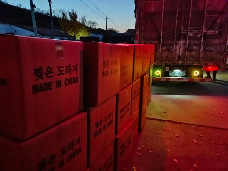 精品桔梗桔梗丝桐桔梗大量上市产地直发品质保证
