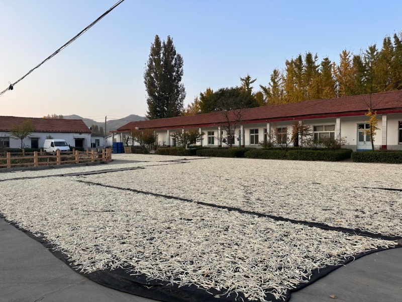 精品桔梗桔梗丝桐桔梗大量上市产地直发品质保证