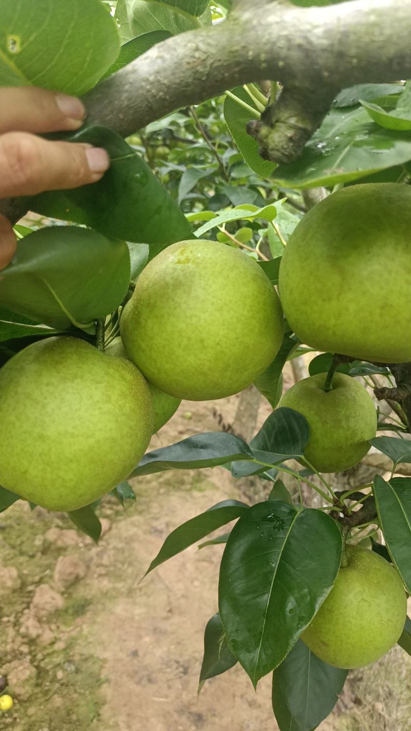 脆冠大量上市