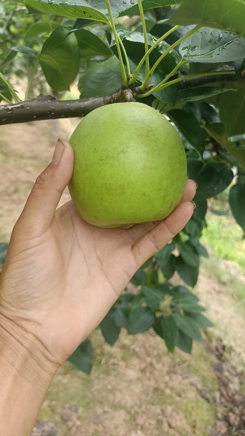 脆冠大量上市