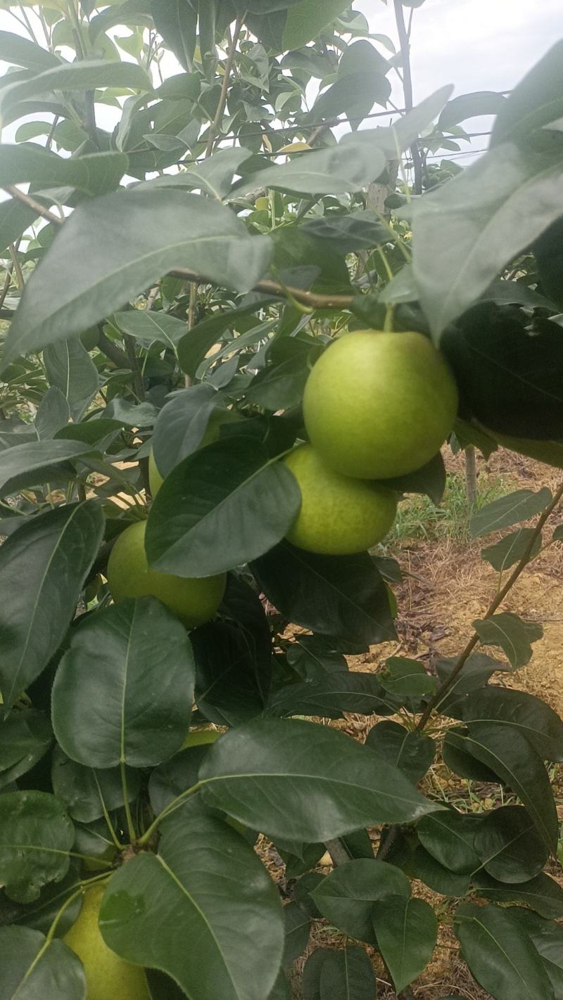 脆冠大量上市