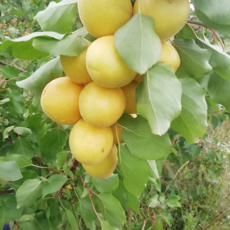 烟台香蜜杏，产地直发，优质无公害，山地货源