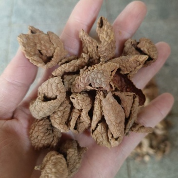 中药材晒干荔枝壳荔枝皮荔枝核皮