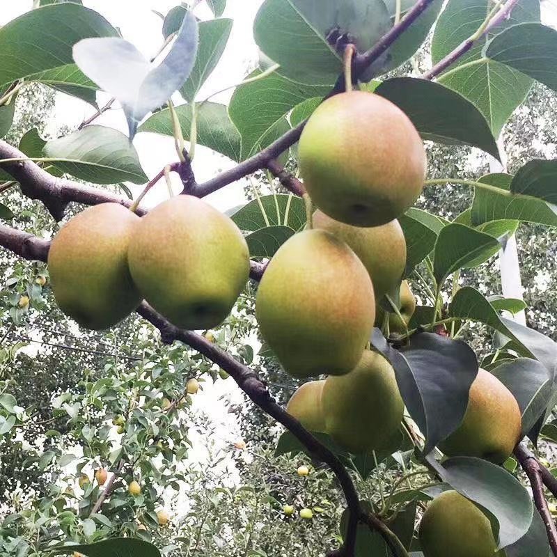 【实力】陕西蒲城红香酥梨，小香梨，皮薄脆甜无渣