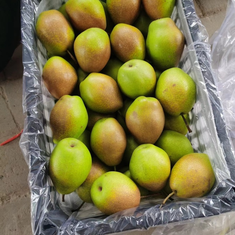 【精准】陕西渭南蒲城红香酥梨/冷库货/各种规格大量有现货