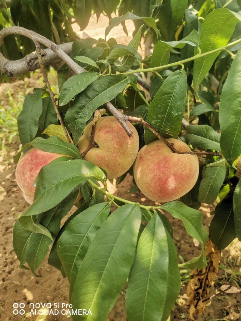 加纳岩水蜜桃