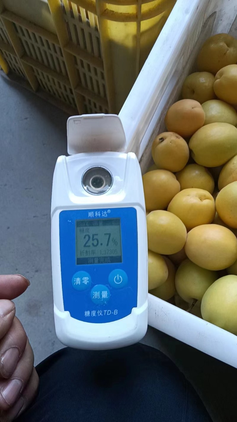 烟台香蜜杏，产地直发，优质无公害，山地货源