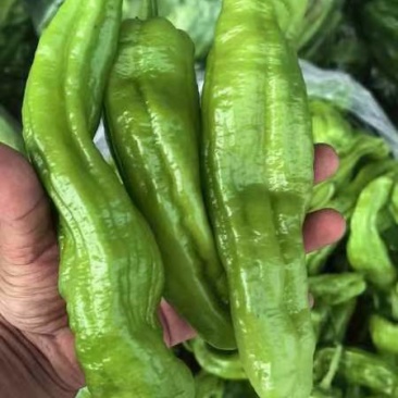 【实力】精品青椒