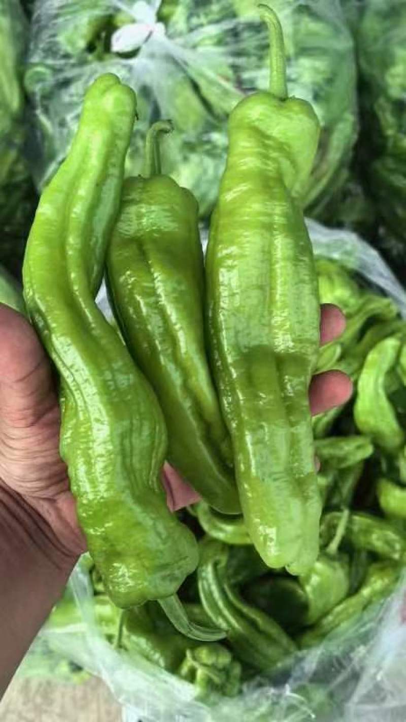 【实力】精品青椒