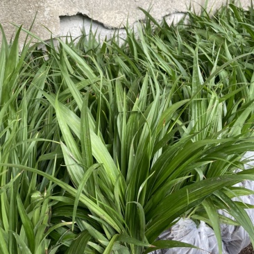 白芨苗