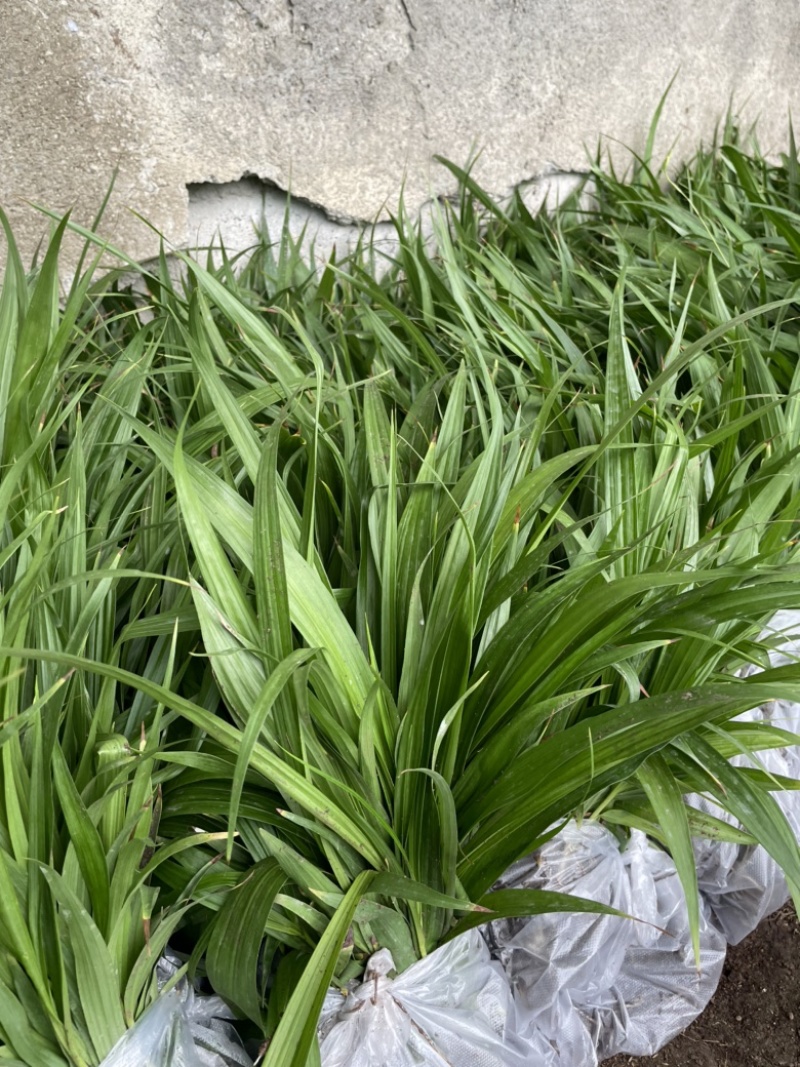 白芨苗