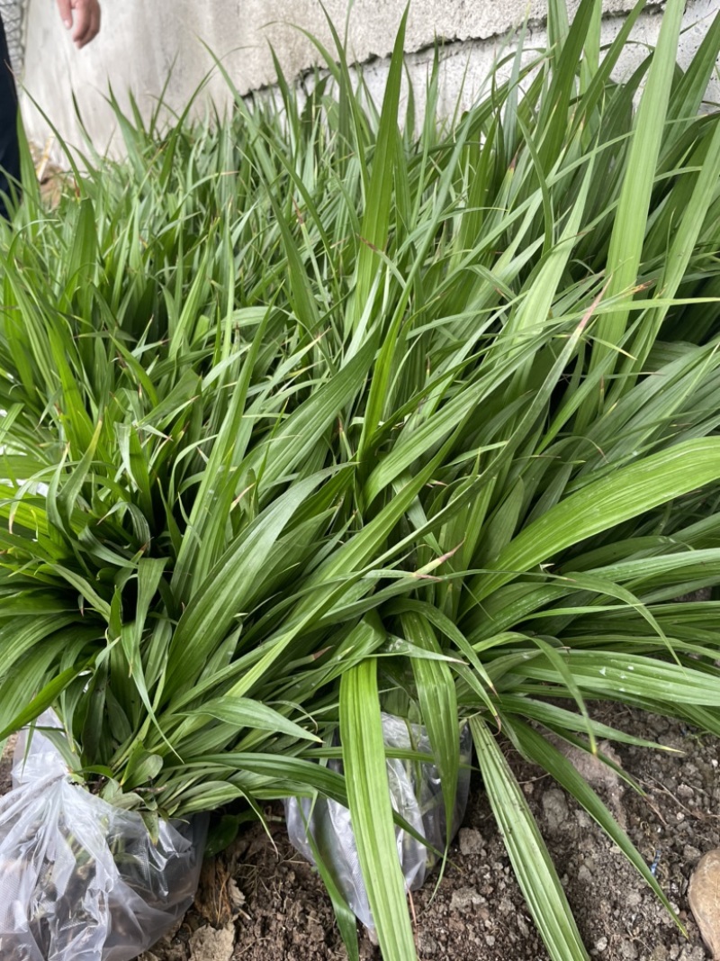 白芨苗