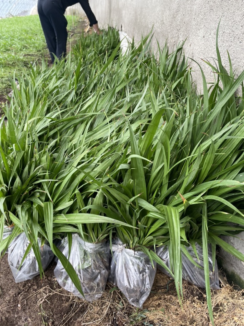 白芨苗