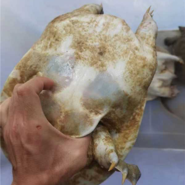 老甲鱼公母都有规格齐全自己万亩养殖基地货源充足