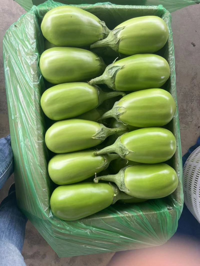 嫁接青茄子苗珍绿61绿优茄子苗绿王茄子苗