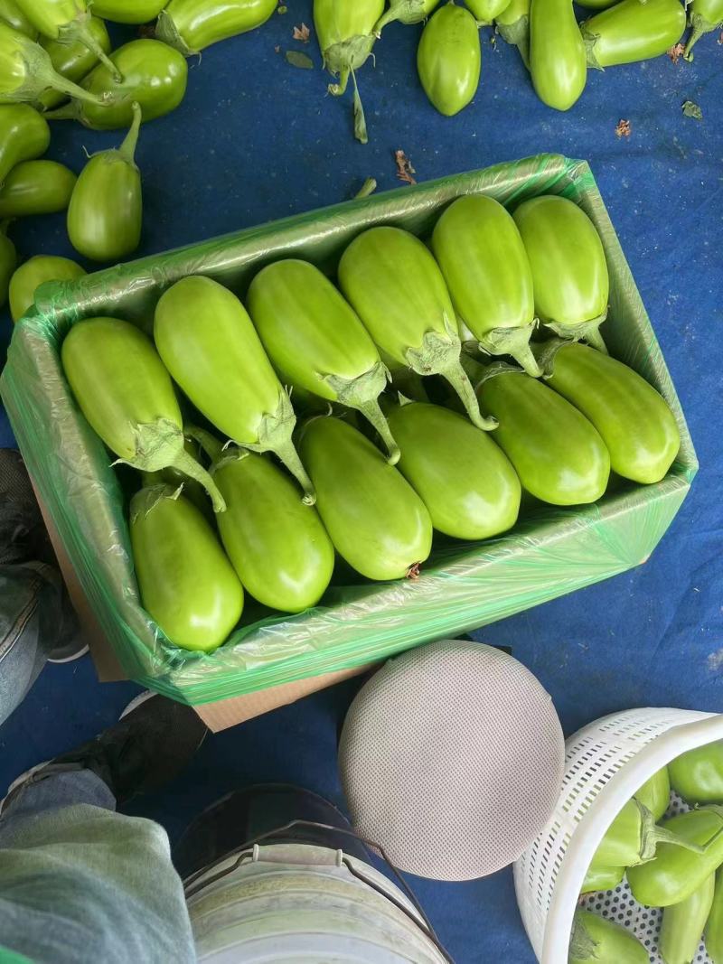 嫁接青茄子苗珍绿61绿优茄子苗绿王茄子苗