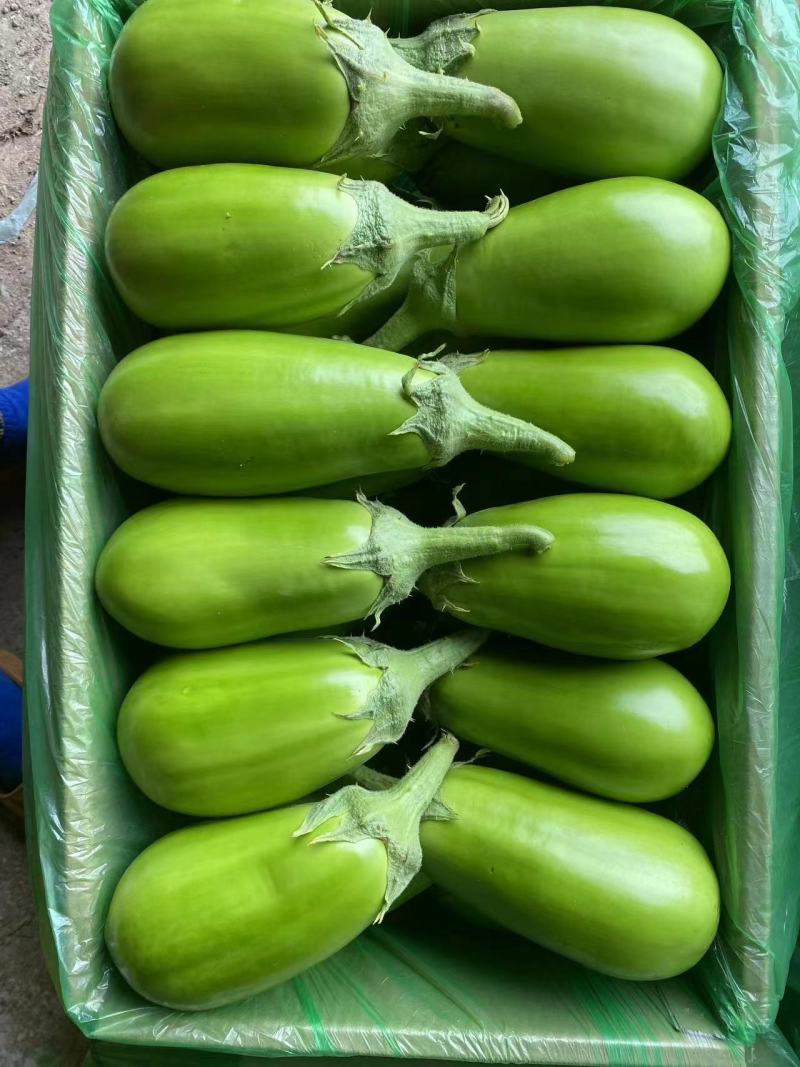 嫁接青茄子苗珍绿61绿优茄子苗绿王茄子苗