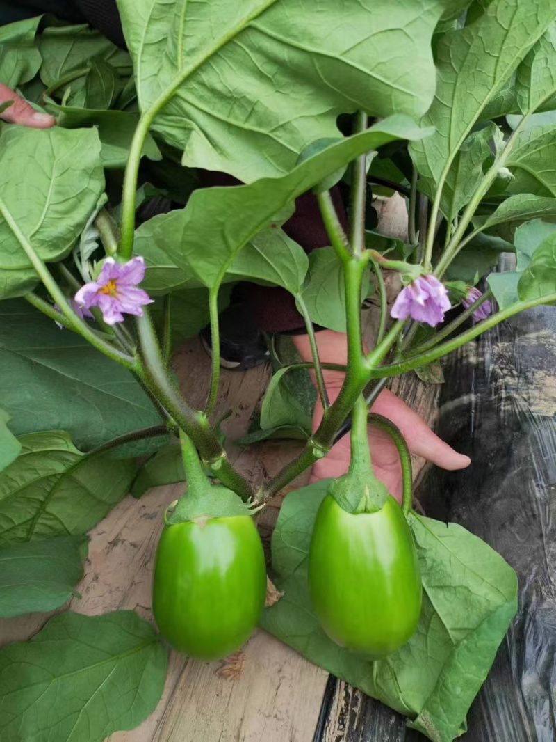 嫁接青茄子苗珍绿61绿优茄子苗绿王茄子苗